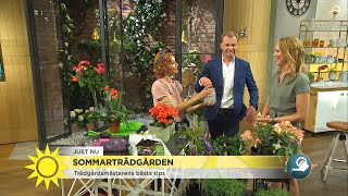 Så överlever dina blommor semestern – ”Ånej, det är sån där läskiga” - Nyhetsmorgon (TV4)