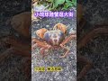 陸蟹逛大街 cute animals 小琉球 小琉球住宿 小琉球住宿首選 小琉球民宿包棟 小琉球民宿推薦 陸蟹