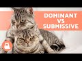 Is My CAT DOMINANT? 🐱 Behavior of DOMINANT CATS