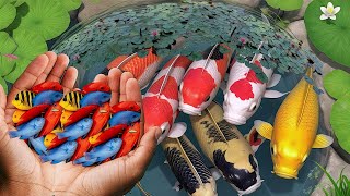 Serok ikan hias warna-warni dalam kolam, ikan koi, ikan guppy, ikan molly balon, ikan mas koki