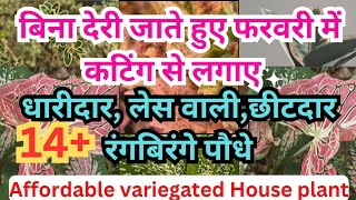 बिना देरी जाते हुए फरवरी में कटिंग से लगाएं धारीदार,रंगबिरंगे पौधे Affordable variegated House plant