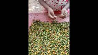 കുരുമുളക് വിളവെടുപ്പ്/Black pepper harvesting \u0026 drying process at home/حصاد الفلفل الأسود