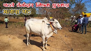 मलारा पट | पटले ठेकेदार बिछवा घुरवाड़ा करन, शिवा | Pat Pratiyogita Malara | Pat Pratiyogita Ox race