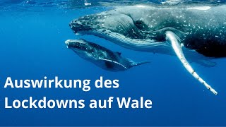 Folge #2: COVID-Lockdown: Schifffahrt und Unterwasserlärm