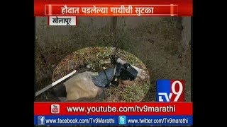 Solapur: पाणी पिण्यासाठी गेलेली गाय हौदात पडली -TV9