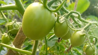 মাত্র ২টি গাছে কি পরিমাণ টমেটো!! । tomato chas। টমেটো চাষ পদ্ধতি Agriculture platform Kurigram