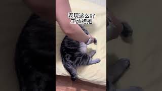 谁能拒绝扭来扭去的猫猫虫呢，还这么粘人爱抱抱#猫咪 #这一小坨猫谁受得了 #它真的好像个小宝宝 #萌到爆炸了💥 #小猫咪能有什么坏心思它只想被爱