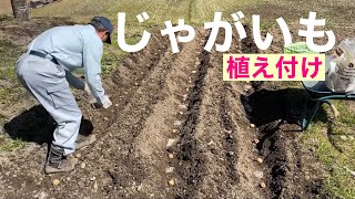 田舎暮らしの日常　昨年収穫したジャガイモの小さなものを種芋として植え付けました￼    飛騨の山奥での生活