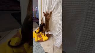 Climber cat 🙀 #shots #abyssinian #cat