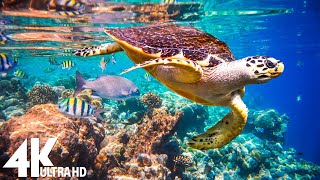 3 HRS of 4K Turtle Paradise - Undersea Nature Relaxation Film + Piano Music by Soothing Melody