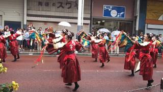 湘南よさこい祭り2016 疾風乱舞さん