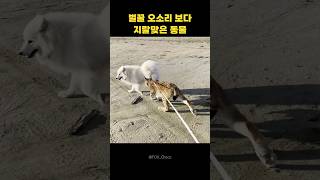 스라소니가 무서운 동물인 이유2