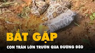 Con trăn lớn trườn qua đường đèo tại Quảng Ninh