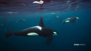 Meet the Orcas | Planet Earth: Blue Planet II | Saturdays @ 9/8c on BBC America