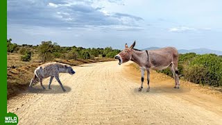 Look What Happened When This Hyena Attacks Donkey