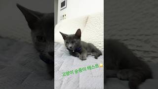 고양이 순둥이 테스트🐈‍⬛🐾아기고양이 러시안블루 10점만점에10점❤️ how many taps until your cat gets mad?