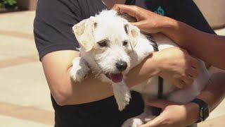 Lost or found a pet after July 4th? Here is what you should do