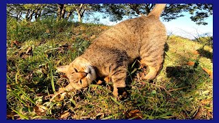 野良猫が向こうからトコトコ歩いてきた