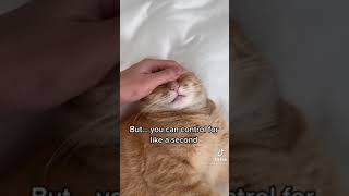 cat cats behavior 🤣🤣🤣: funny voice over