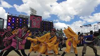 第20回こいや祭り2019 大阪城公園 太陽の広場会場 大阪市立大学チーム朱蘭