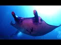 4k scuba diving with the manta rays at nusa penida indonesia