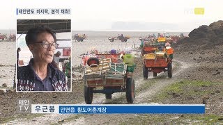 태안TV - 태안반도 바지락 본격채취