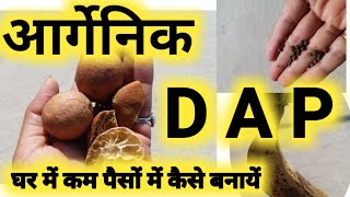 D.A.P आर्गेनिक खाद कम पैसो मे घर पर आसानी से बनाए | How to Make Organic DAP at home|evergreengarden