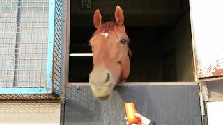 ニンジンをバリンボリン食べるヒガシウィルウィン