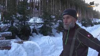 Strong and Well Trained Draft Horse Logging   Horses Moving Huge Logs