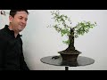 crataegus monogyna tips para el cultivo y formaciÓn en bonsai.