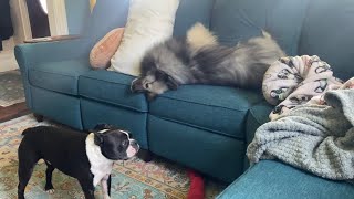 My Fluffy Dog Rolls Around Like A Goof While His Brother Watches!