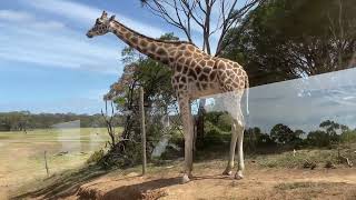 Werribee Open Range Zoo , Melbourne Australia 🇦🇺