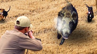 DANGEROUS GIANT BOARS TOP 60 WILD BOAR, MOST EXCITED HUNTING SCENES! #hoghunt #wildboar #wildpig