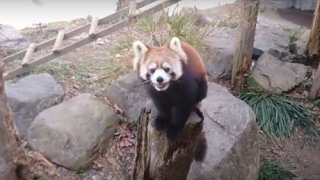 とくしま動物園　レッサーパンダ　さくら