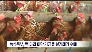 [포항MBC뉴스]농식품부, 백 마리 미만 가금류 전량 수매