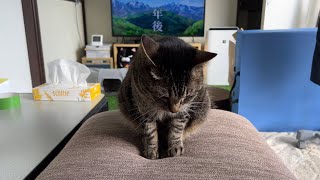 「十一年後」を見えるようにしてくれるウチのニャンコ（My cat to make \