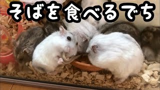 【ジャンガリアン】ハムスターに蕎麦を与えてみた