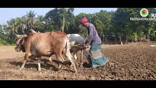 লাঙ্গল দিয়ে হাল চাষ এখন তেমন দেখা যায় না আগের মতো।