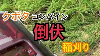 倒伏稲刈り【クボタコンバイン】　Jpanese harvesting rice