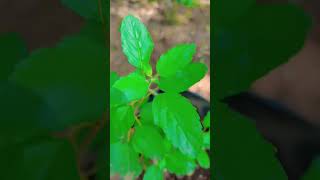 തുളസി /Thulasi/Tulsi/Holy Basil/Medicinal Plant/Benefits Of Tulsi/Tulsi Plant Care/#ytshort #share