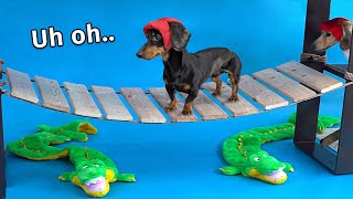 Wiener Dog Obstacle Challenge! [Extended Version!]