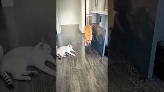 #funny #animlasfunny #funnyanimals #pets #funnypets #doggys #puppy #shorts #shortvideo #funnydogs