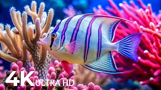 Aquarium 4K VIDEO (ULTRA HD) - Beautiful Coral Reef Fish - Sleep Relaxing Meditation Music