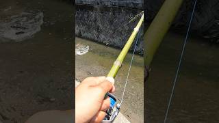 Japanese Catfish Fishing with Bamboo Rod 🎋#釣り #fishing #ナマズ #ナマズ釣り #catfish #多魚種アングラー