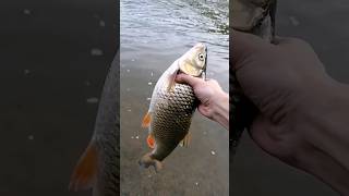 Pustanje klena, rijeka Bosna #fishing #fish #varalicarenje #chub #klen #asmr #asmrsounds #asmrvideo