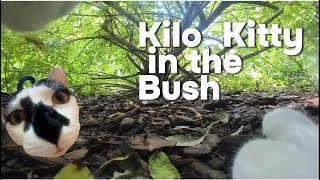 Kilo Kitty POV--Kilo Kitty explores the bush and finds presents!