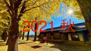 #2021 #秋　#黄葉　#水戸市　#歴史館  #イチョウ　#4K動画