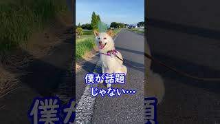 散歩中話題が自分からそれると拒否犬する柴犬…汗＃shorts