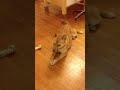 cute dog enjoy to eating a treat かわいい犬がガムを美味しそうに食べてるとこ