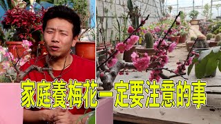 To make your plum blossom early, here is the secret